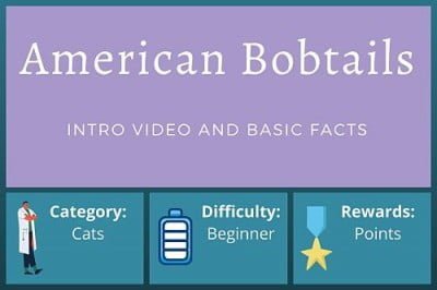 American Bobtail Cats – Beginner Course