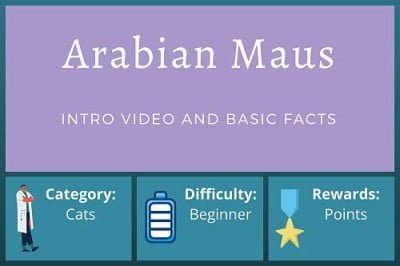Arabian Mau Cat – Beginner Course
