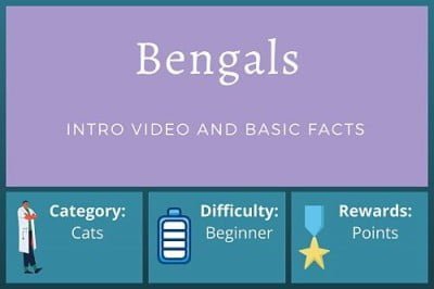 Bengal Cats – Beginner Course