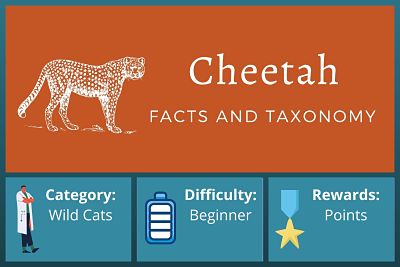 Cheetah Facts and Taxonomy