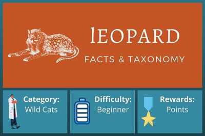Leopard Facts and Taxonomy
