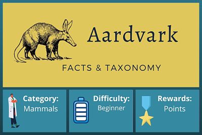 Aardvark Facts and Taxonomy
