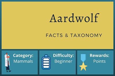 Aardwolf Facts and Taxonomy