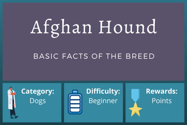 Afghan Hound Dogs