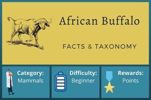 African Buffalo Facts and Taxonomy Course
