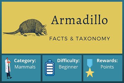 Armadillo Facts and Taxonomy