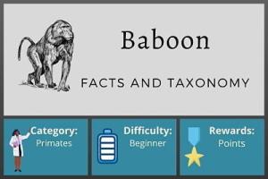 Baboon Facts and Taxonomy Course