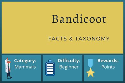 Bandicoot Facts and Taxonomy