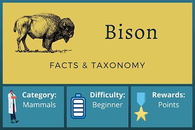 Bison Facts and Taxonomy