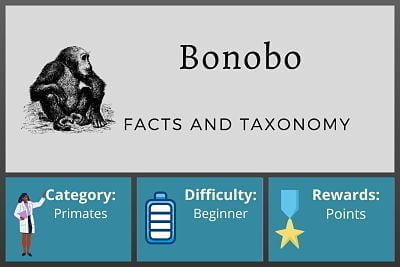 Bonobo Facts and Taxonomy