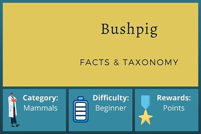 Bushpig Facts and Taxonomy