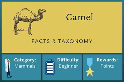 Camel Facts and Taxonomy
