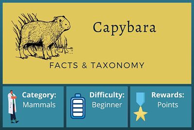 Capybara Facts and Taxonomy