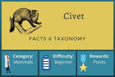 Civet Facts and Taxonomy
