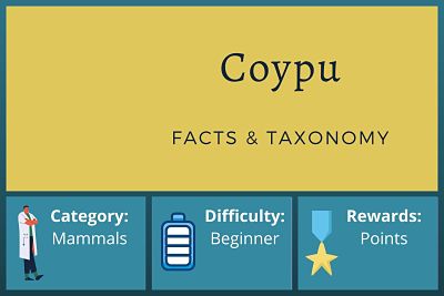 Coypu Facts and Taxonomy