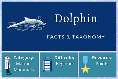 Dolphin Facts and Taxonomy