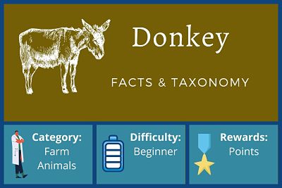 Donkey Facts and Taxonomy