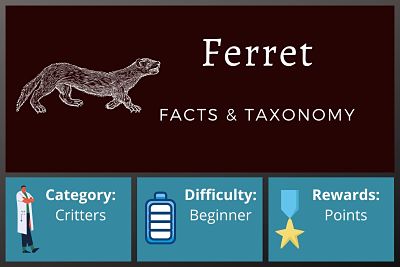 Ferret Facts and Taxonomy