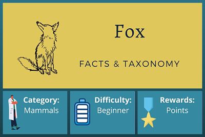 Fox Facts and Taxonomy