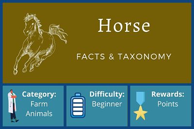 Horses Facts and Taxonomy