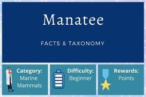 Manatee Facts and Taxonomy
