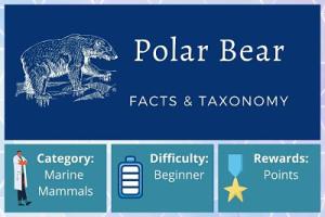 Polar Bear Facts and Taxonomy Course