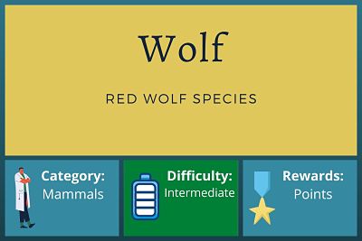 Red Wolf Species Facts