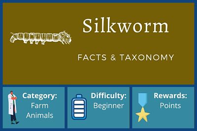 Silkworm Facts and Taxonomy