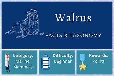 Walrus Facts and Taxonomy