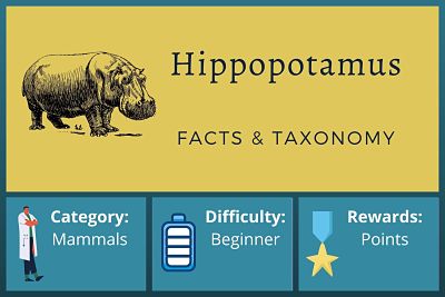 Hippopotamus Facts and Taxonomy