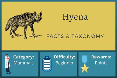 Hyena Facts and Taxonomy