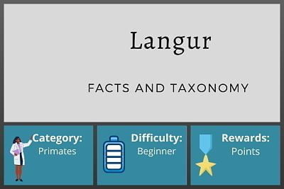 Langur Facts and Taxonomy