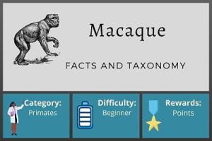 Macaque Facts and Taxonomy Course