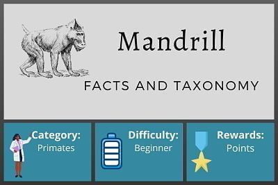 Mandrill Facts and Taxonomy