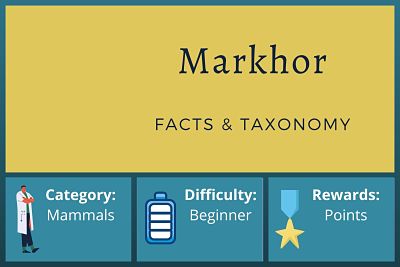 Markhor Facts and Taxonomy