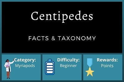 Centipede Facts and Taxonomy