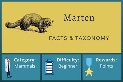 Marten Facts and Taxonomy