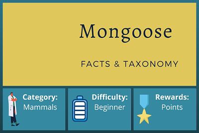 Mongoose Facts and Taxonomy
