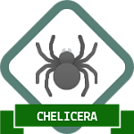 Spider General Quest Badge