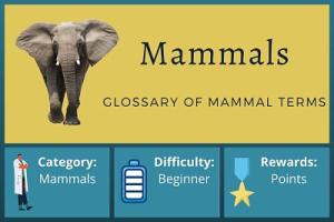 Glossary of Mammal Terms Course