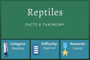 Reptiles Facts and Taxonomy