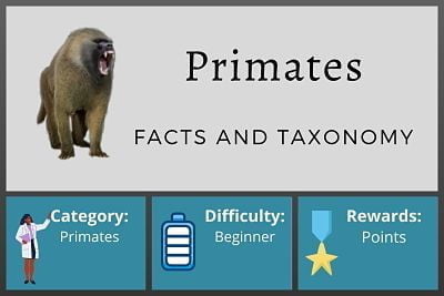 Primates Facts and Taxonomy