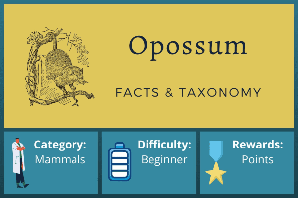 Opossum Facts and Taxonomy
