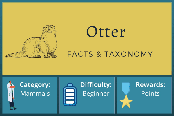 Otter Facts and Taxonomy
