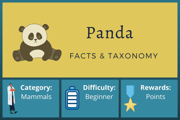Panda Facts and Taxonomy
