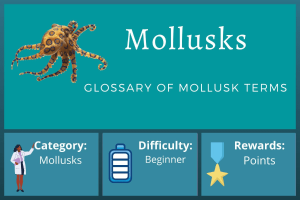 Glossary of Mollusks Terms Course