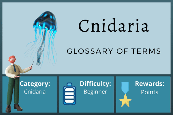 Glossary of Cnidaria Terms