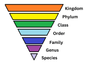 Taxonomy Image