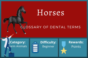 Glossary of Horse Dental Terms Course