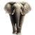 Group logo of Mammals